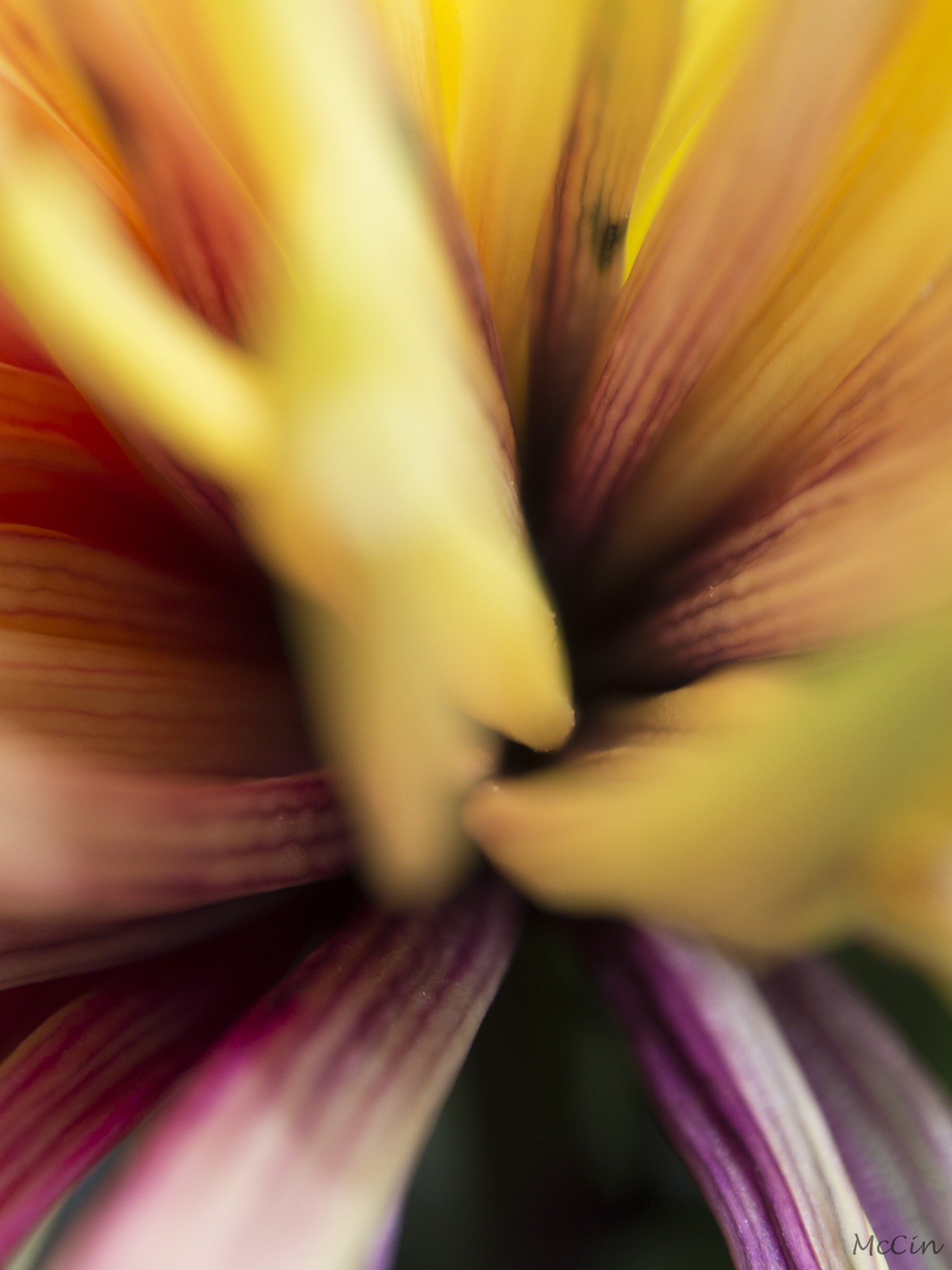 Olympus OM-D E-M5 sample photo. Colorful photography