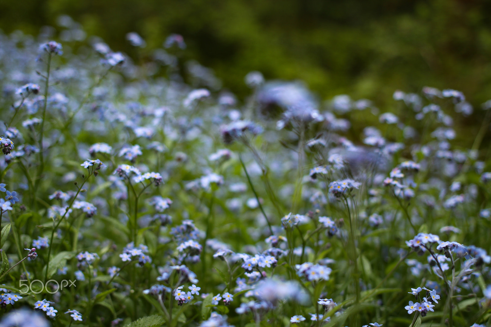 Canon EOS 50D + Canon EF 40mm F2.8 STM sample photo. A field of forget me nots photography