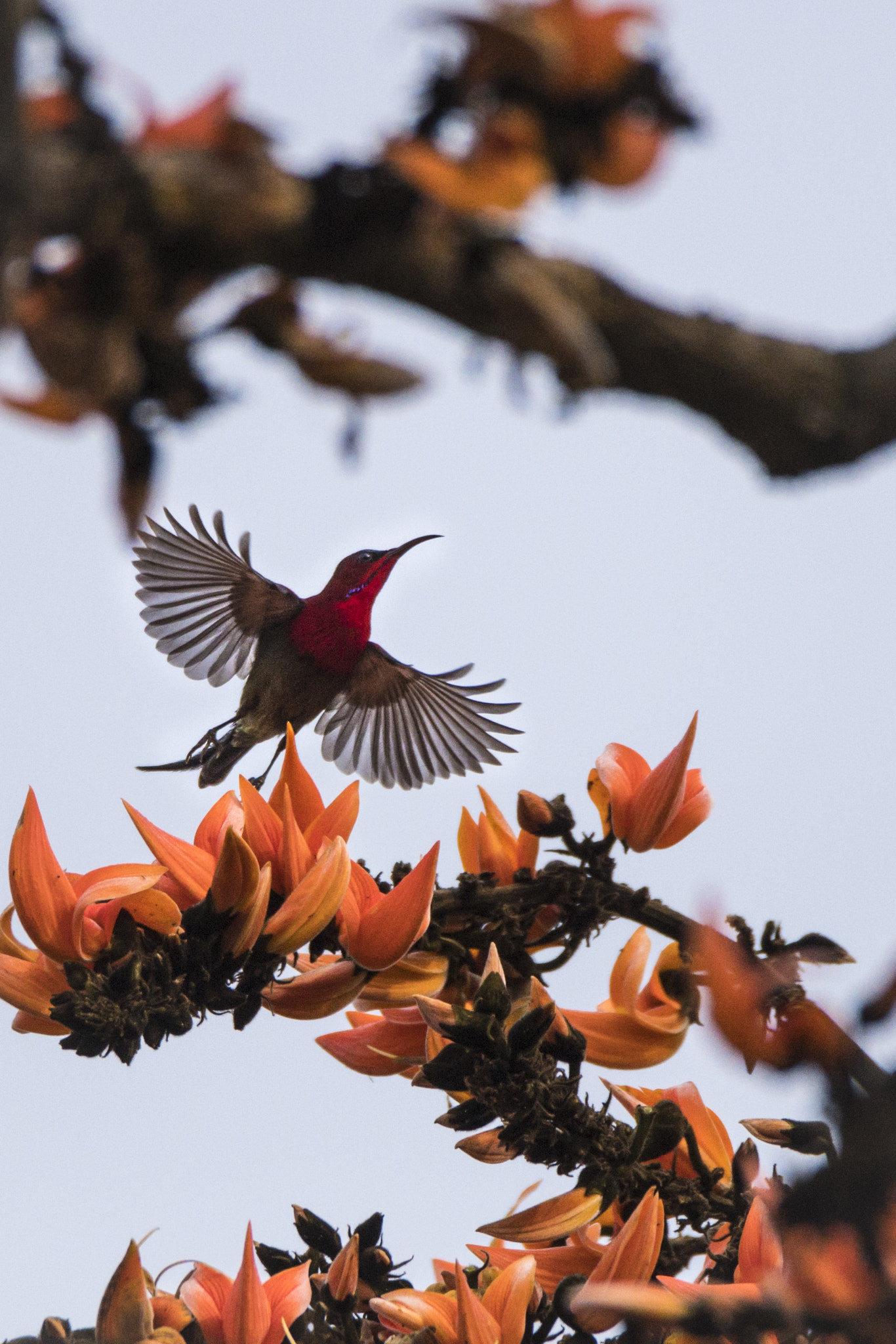 Nikon D500 sample photo. Spring is in the air photography