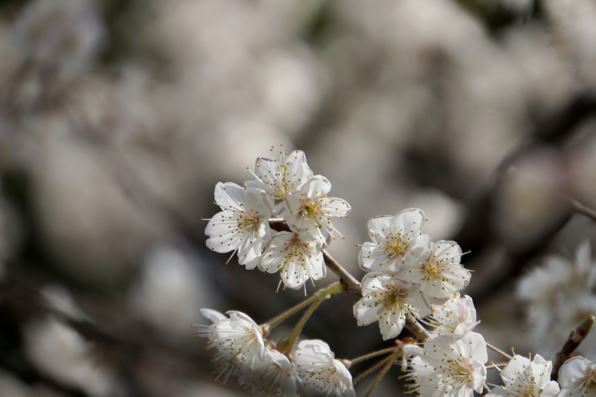 Sony a6000 + Sony E 18-200mm F3.5-6.3 sample photo. ☆*message from the cherry blossoms*☆ photography