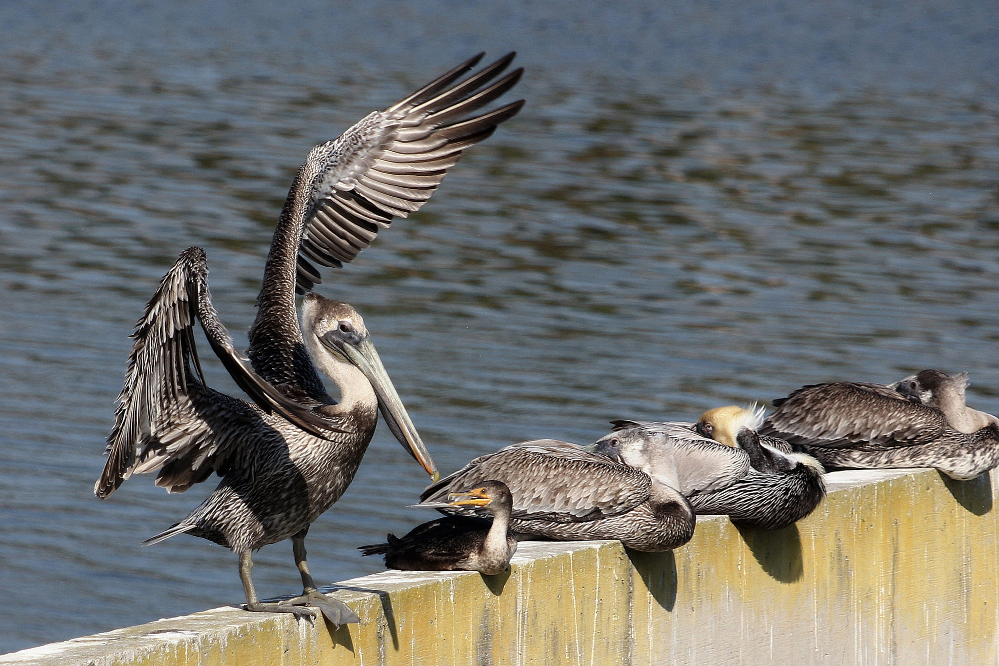 Canon EF 70-300 F4-5.6 IS II USM sample photo. Pelican dancing photography