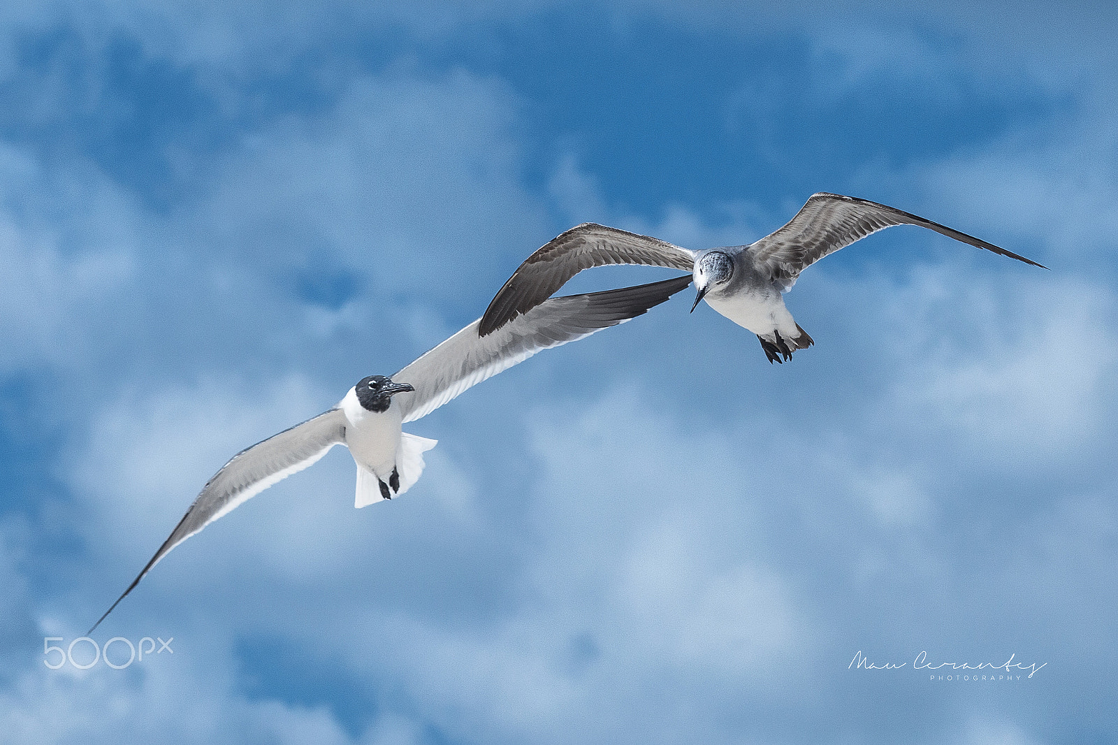 Canon EOS 70D + Canon EF 85mm F1.8 USM sample photo. Seagull photography