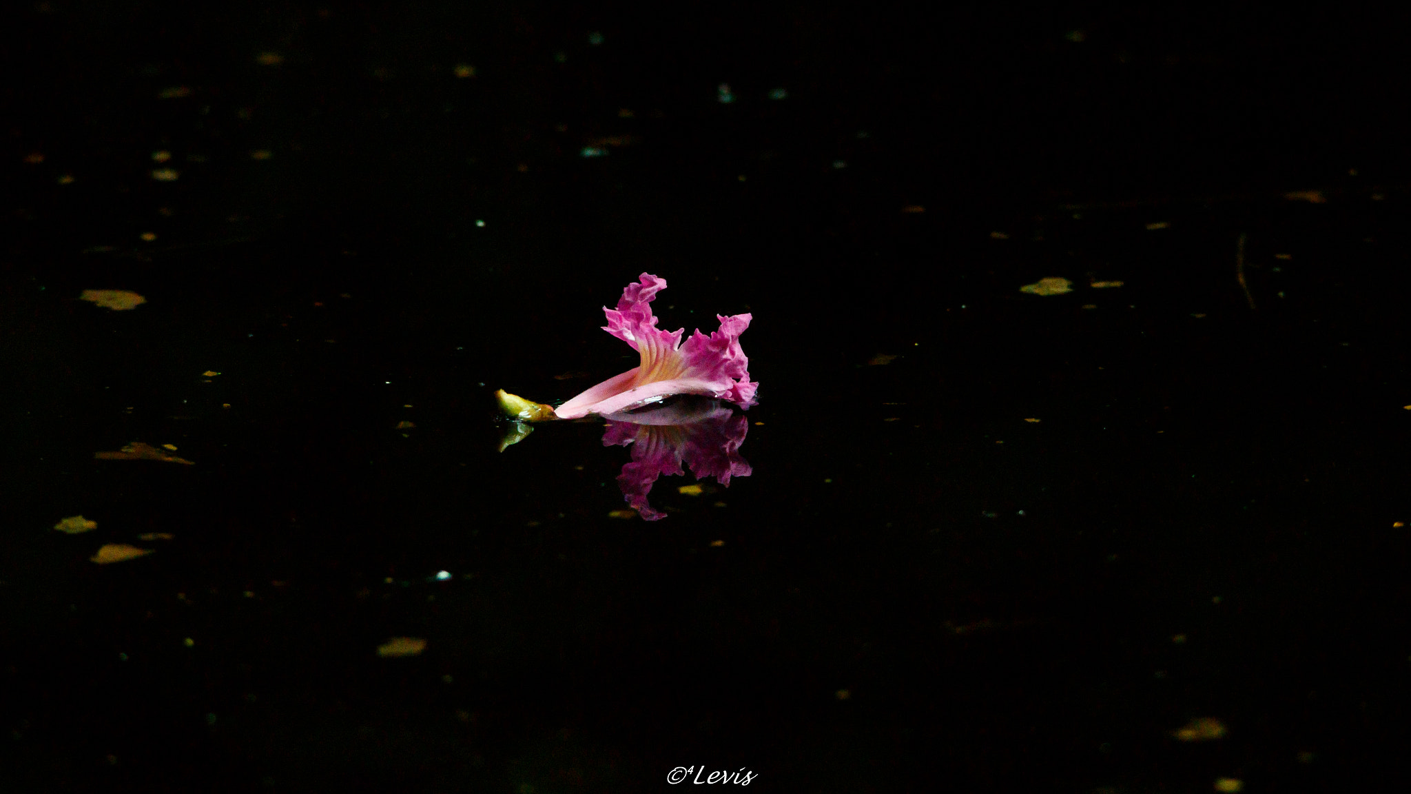 Sigma 150-500mm F5-6.3 DG OS HSM sample photo. No igapó photography