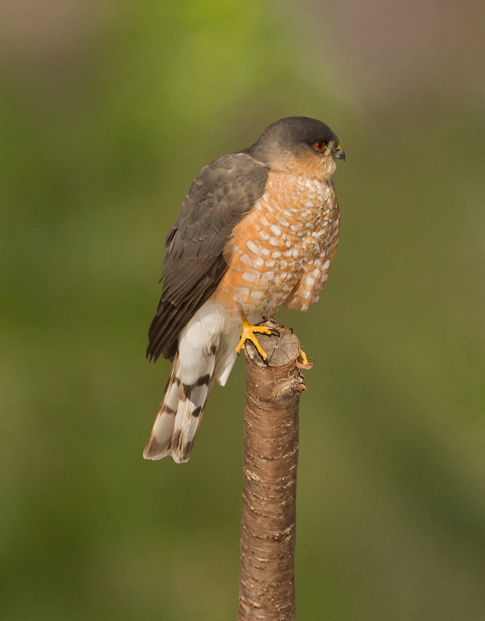 Canon EOS 80D + Canon EF 300mm F4L IS USM sample photo. Sharp shinned hawk photography
