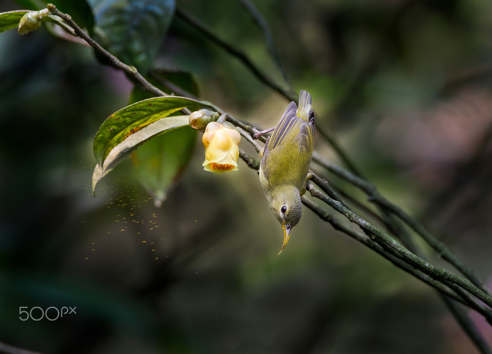 Sigma 150-600mm F5-6.3 DG OS HSM | C sample photo. 春天的小鸟 photography