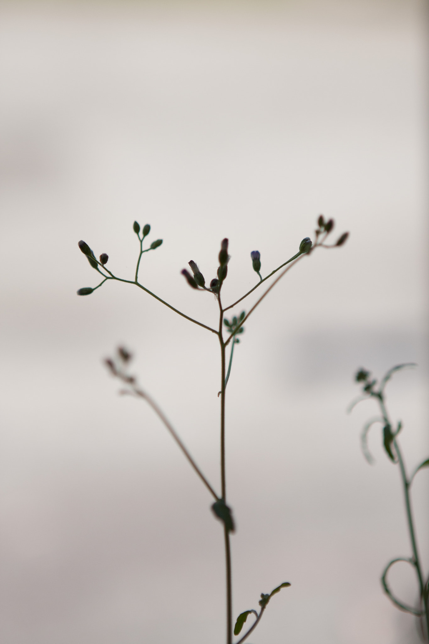 Canon EOS 40D sample photo. Fleur minimaliste photography