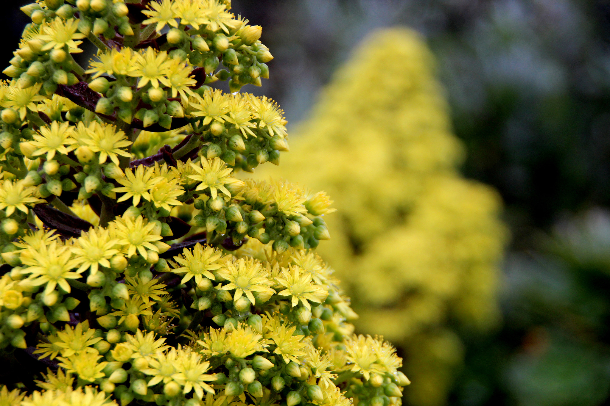 Canon EOS 600D (Rebel EOS T3i / EOS Kiss X5) sample photo. Vernal equinox greetings from san francisco photography