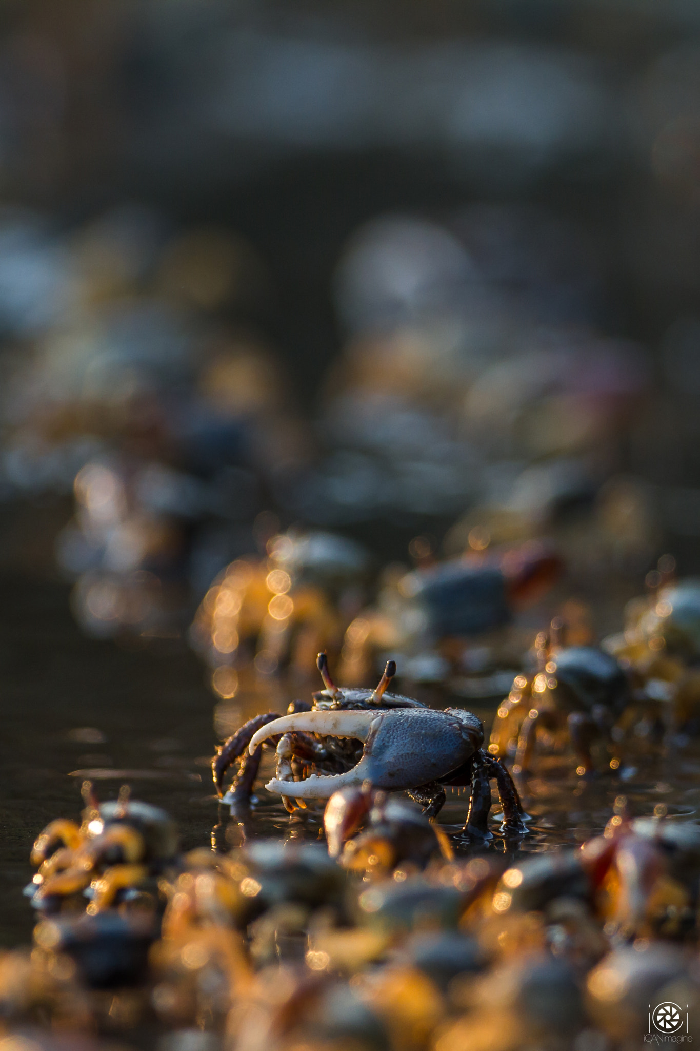 Canon EOS 7D + Canon EF 500mm F4L IS USM sample photo. Kinda crabby photography