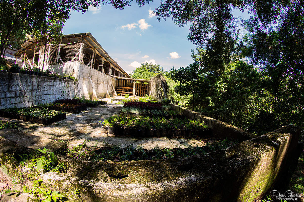 Nikon D7200 + Samyang 8mm F3.5 Aspherical IF MC Fisheye sample photo. Building a garden nursery photography