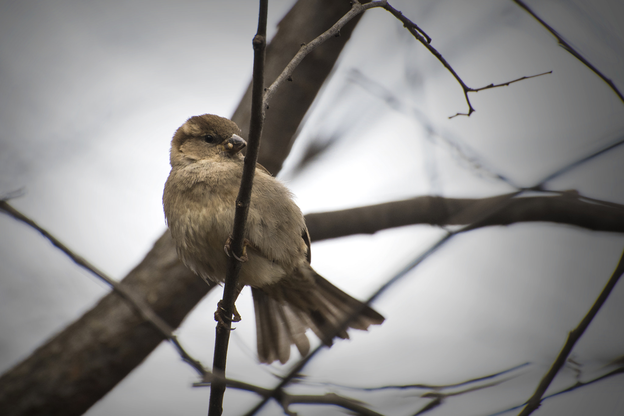 Nikon D500 sample photo. Female house sparrow. windsor, on. photography