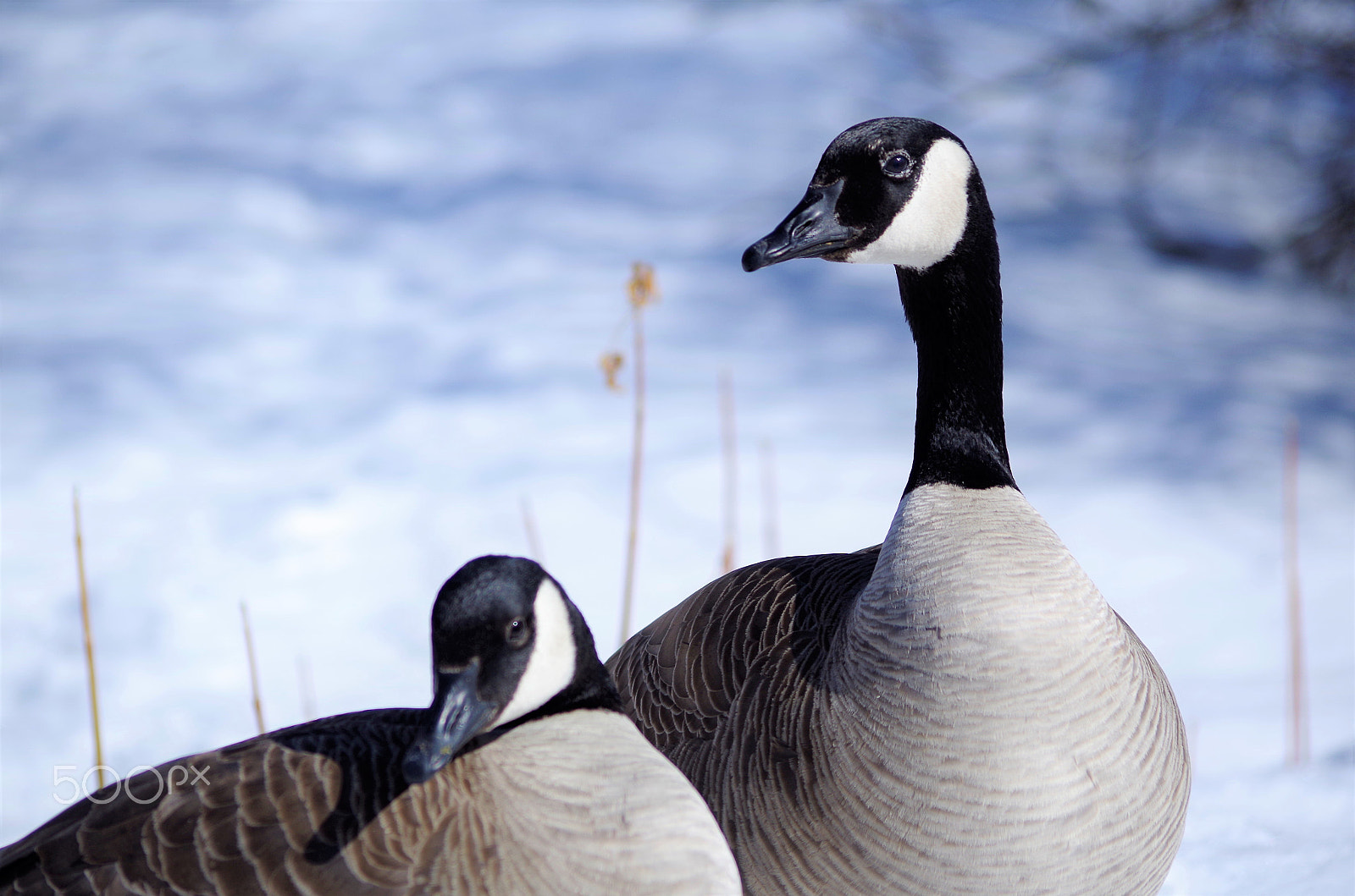 smc PENTAX-DA L 55-300mm F4-5.8 ED sample photo. Wild photography