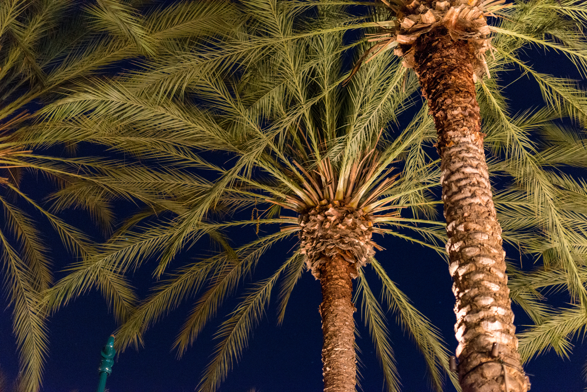 Nikon D800 sample photo. Palms photography