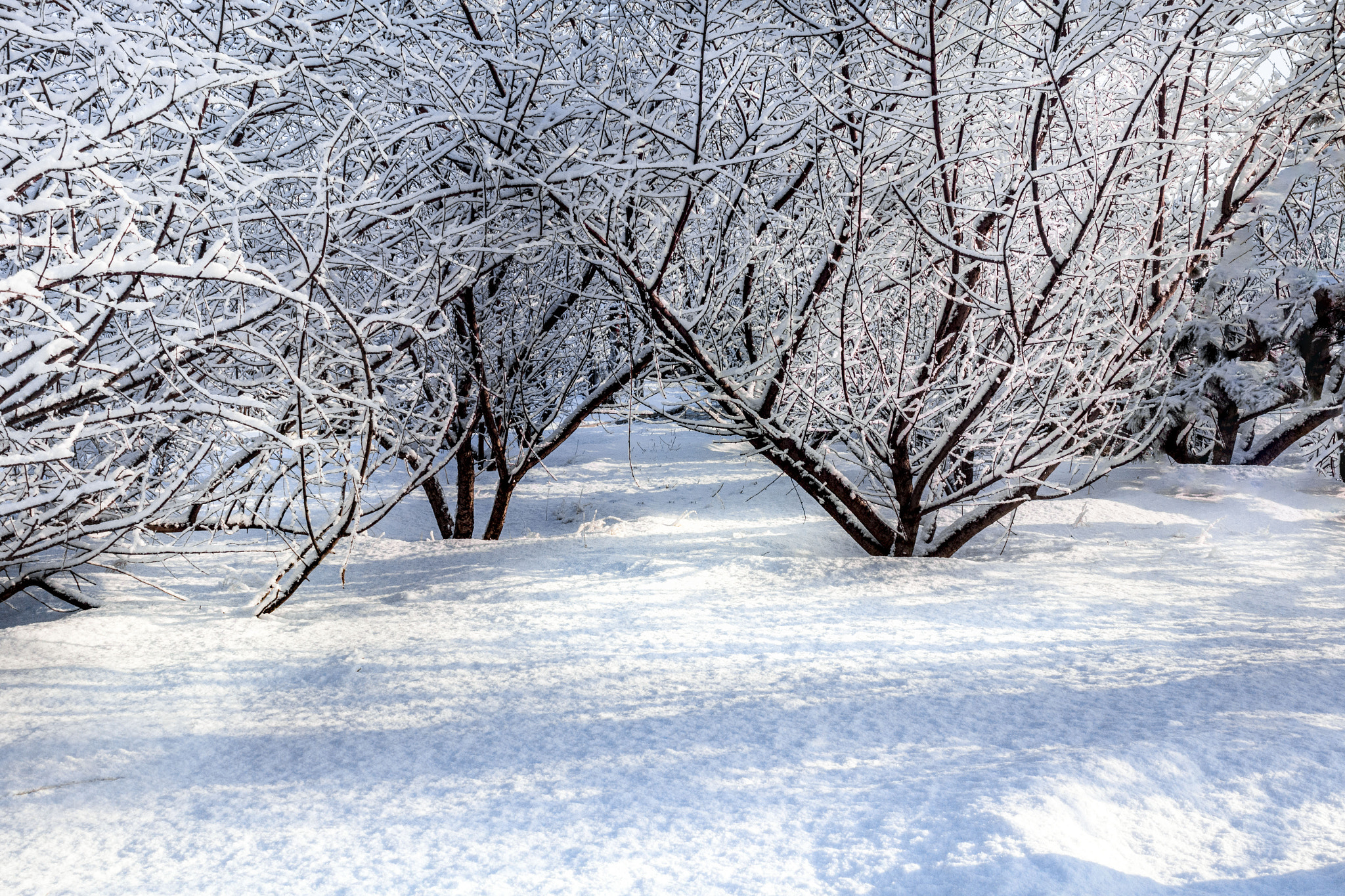 Canon EOS 650D (EOS Rebel T4i / EOS Kiss X6i) sample photo. Snow photography