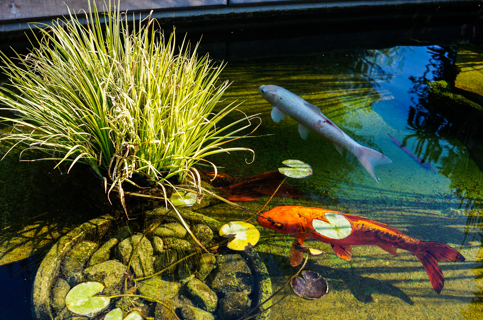 Sony Alpha NEX-6 + Minolta AF 28mm F2 sample photo. Golden pond photography