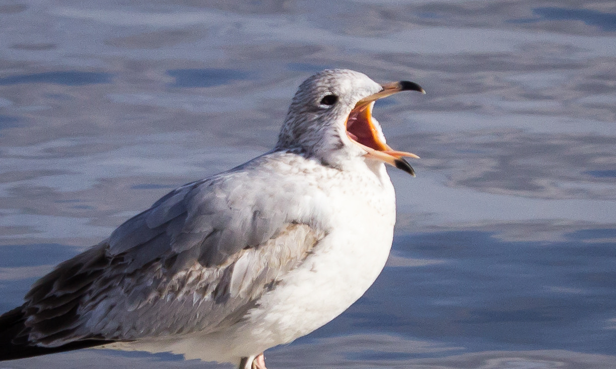 Canon EOS 600D (Rebel EOS T3i / EOS Kiss X5) + Canon EF-S 55-250mm F4-5.6 IS STM sample photo. Ring-billed gull yawning photography