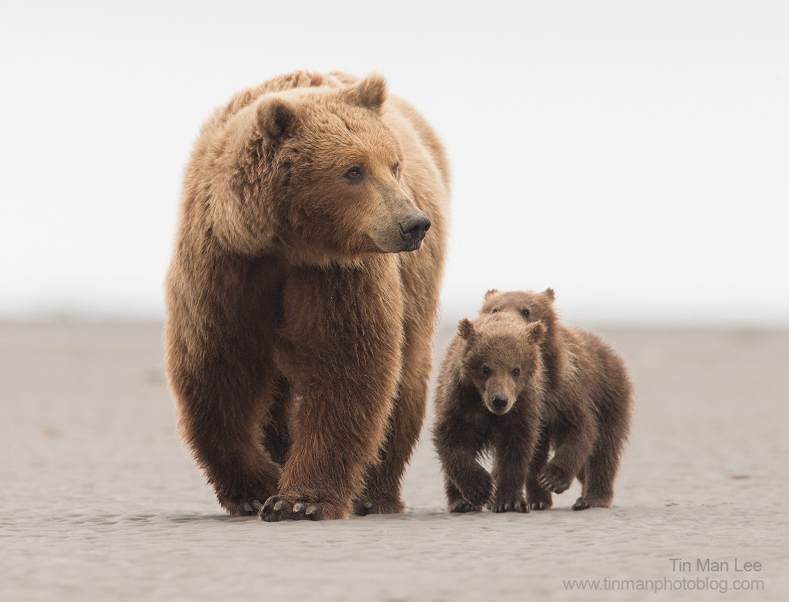 Canon EF 600mm F4L IS II USM sample photo. Bear family photography