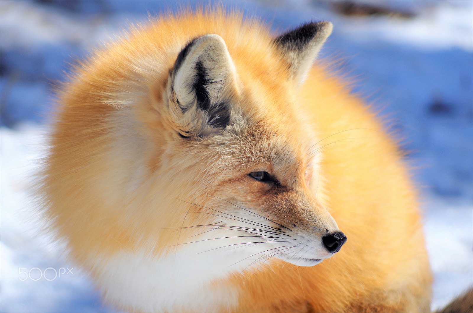 smc PENTAX-DA L 55-300mm F4-5.8 ED sample photo. Frosty photography