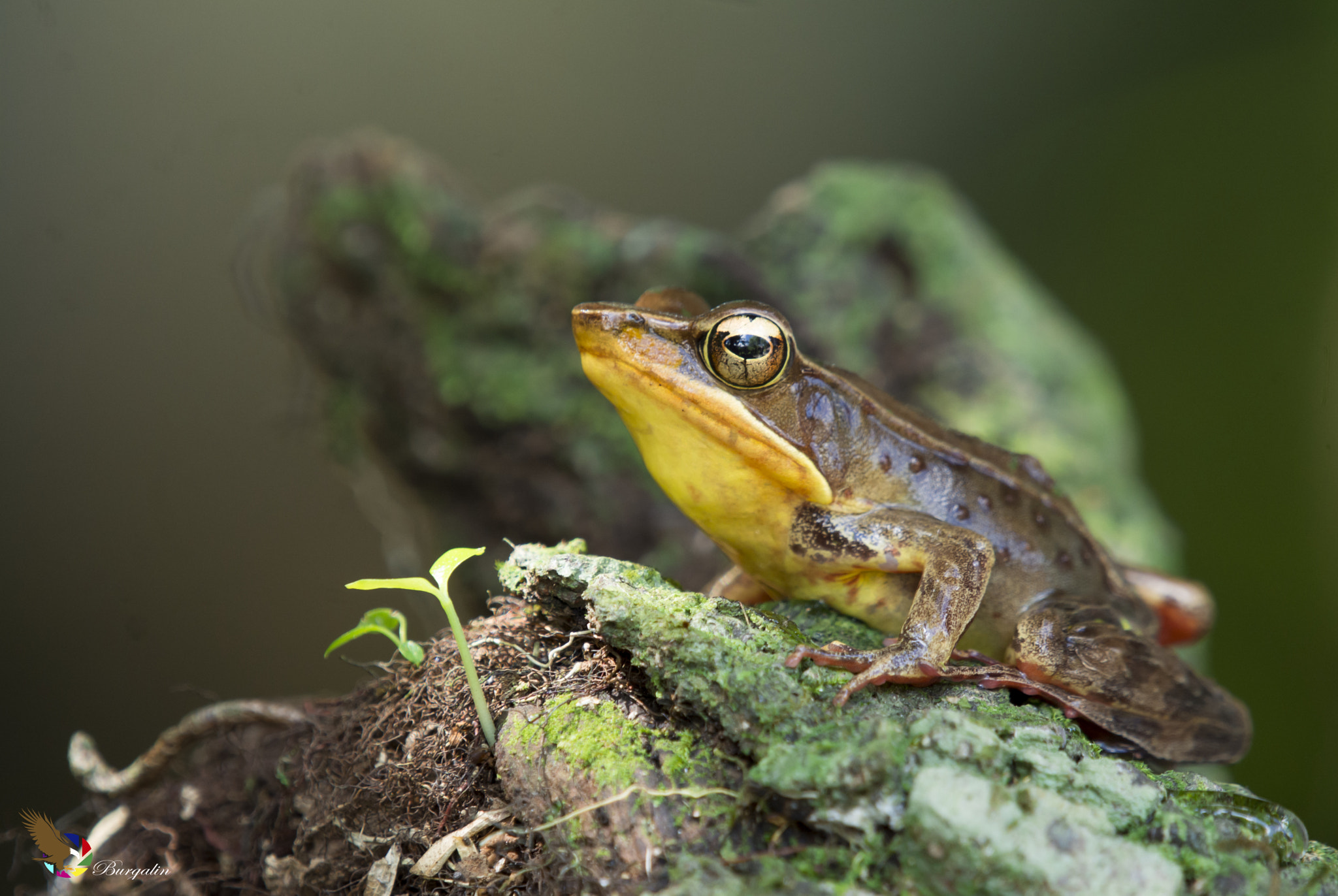 Nikon D7100 sample photo. Brilliant forest frog photography