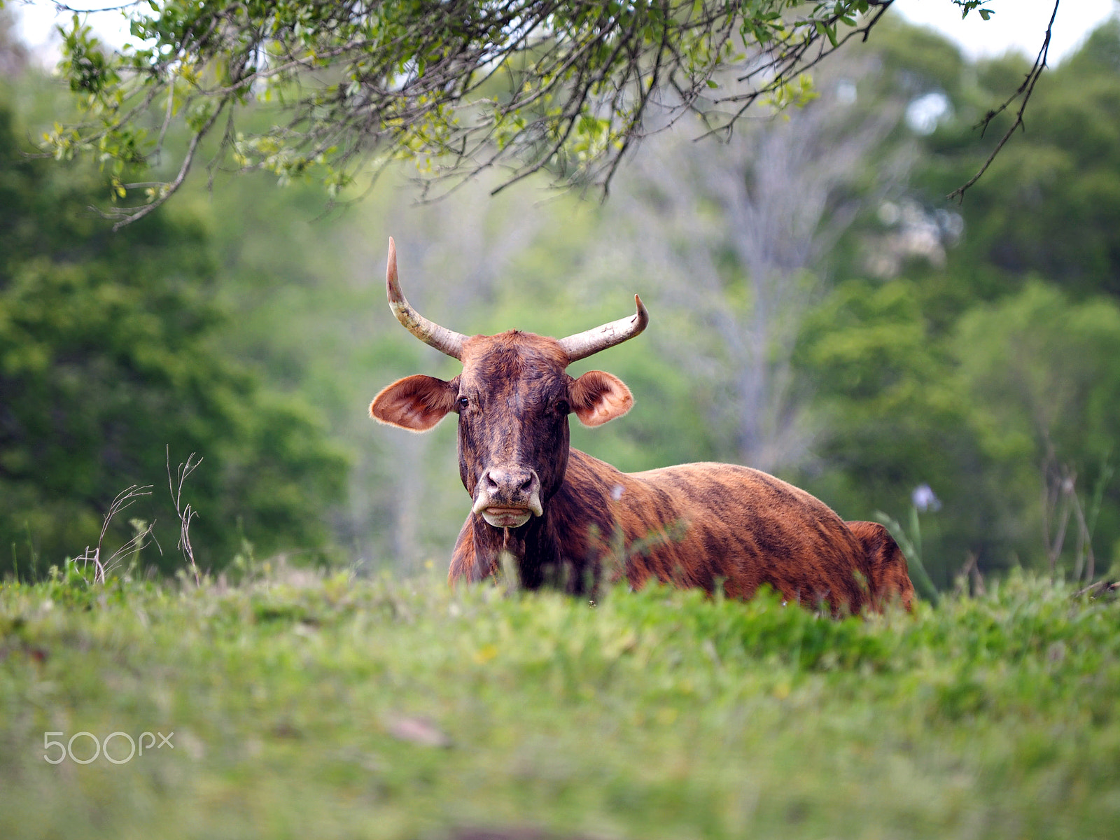 Olympus OM-D E-M1 sample photo. Peek-a-boo cow photography