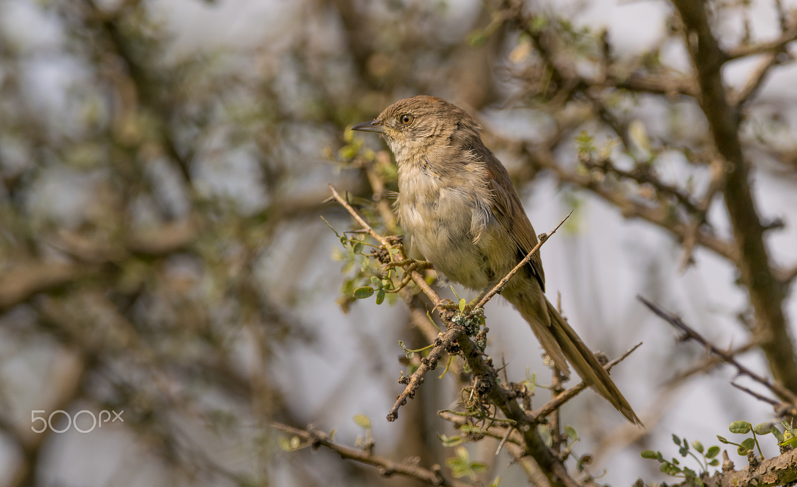Sigma 150-600mm F5-6.3 DG OS HSM | C sample photo. Coludo photography