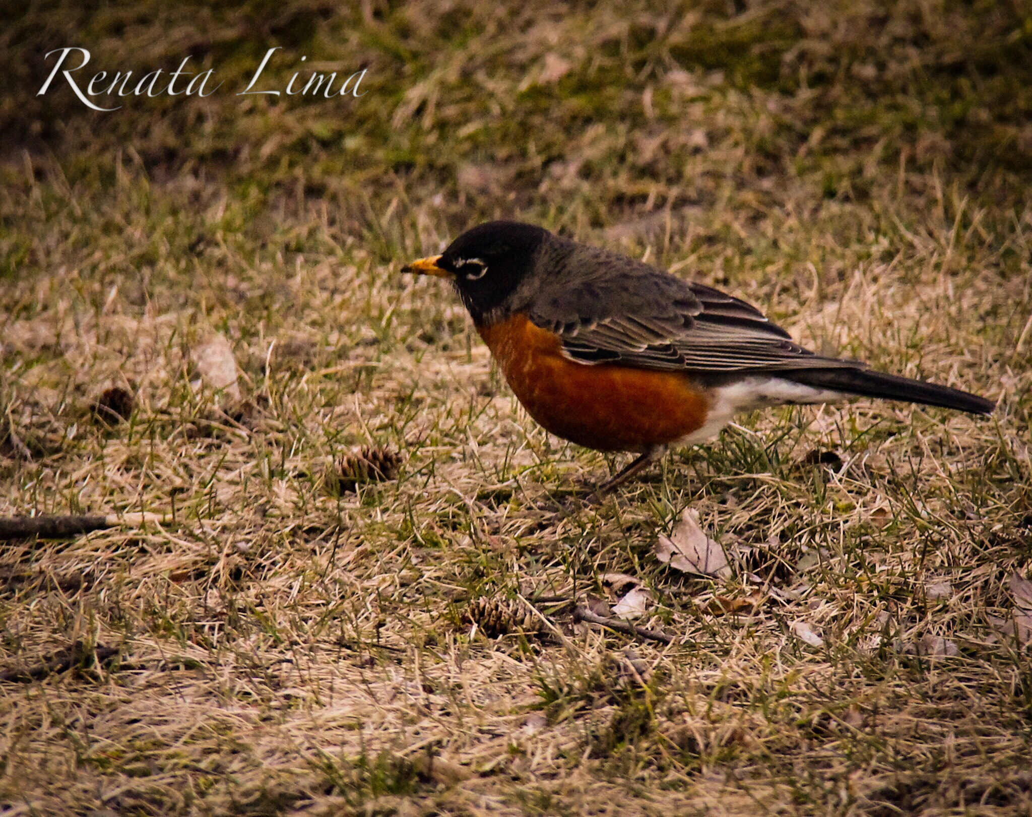 Canon EF-S 18-200mm F3.5-5.6 IS sample photo. Robins bird ( turdus migratorius) photography
