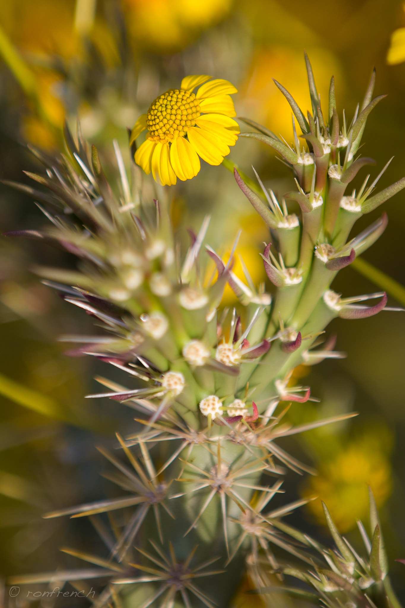 Canon EF 70-200mm F2.8L IS II USM sample photo. Protected bloom photography