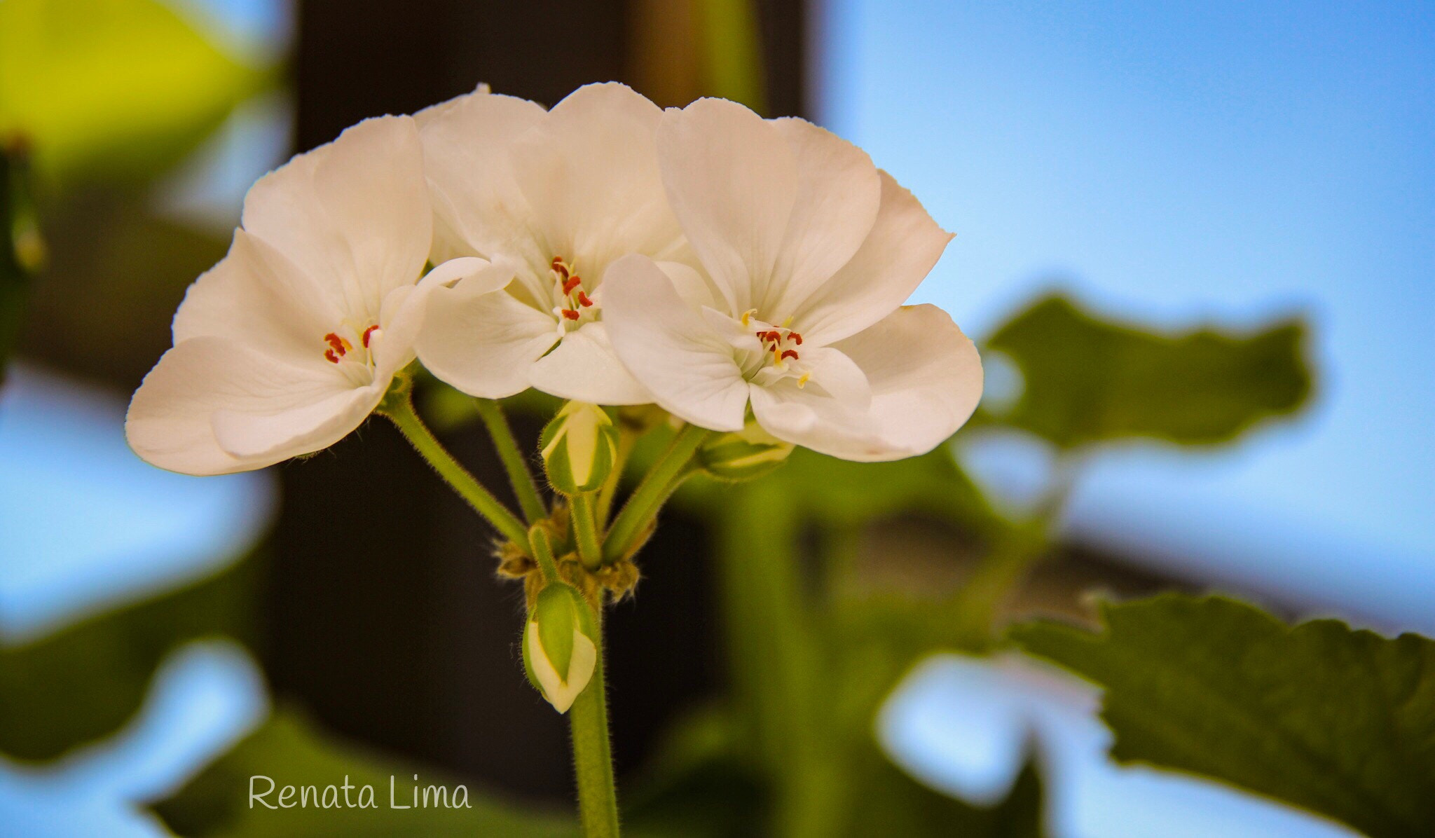 Canon EF-S 18-200mm F3.5-5.6 IS sample photo. White flowers photography