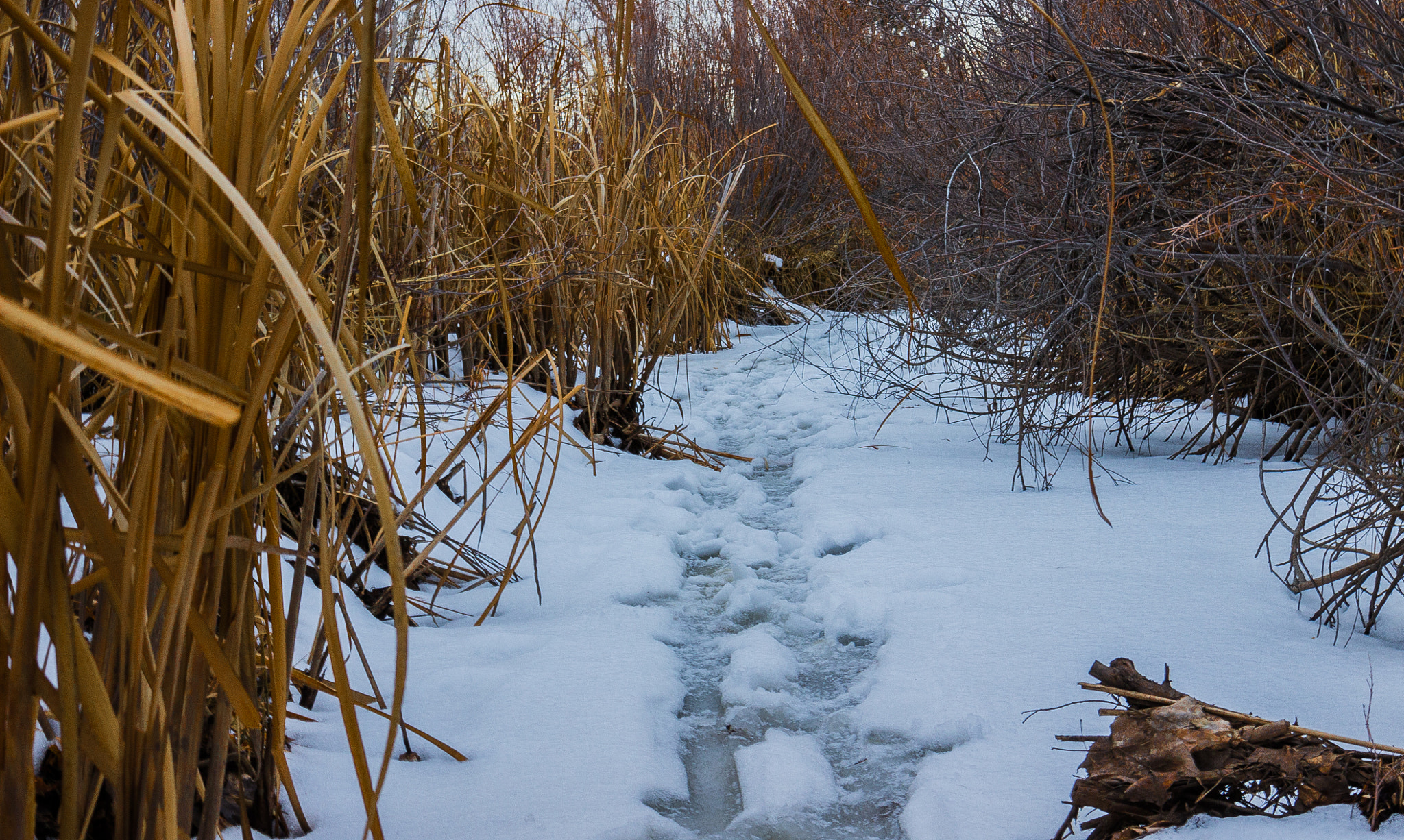 Tamron SP 35mm F1.8 Di VC USD sample photo. Tracks in the snow photography