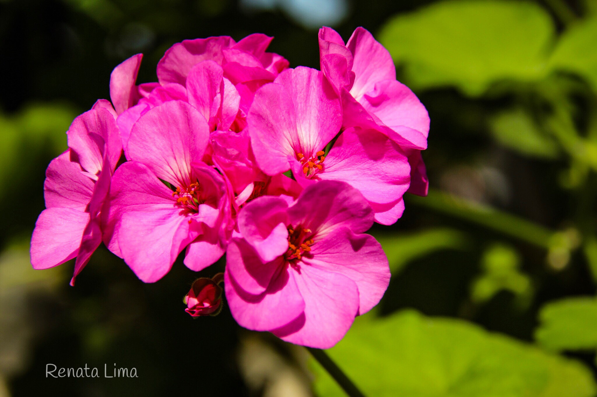Canon EF-S 18-200mm F3.5-5.6 IS sample photo. Pink flowers photography