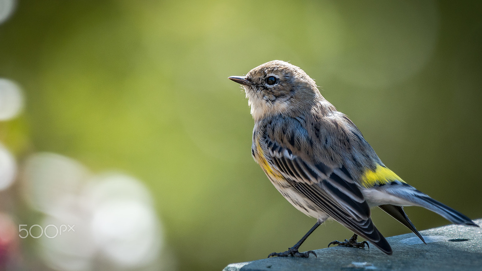 Sony 70-400mm F4-5.6 G SSM II sample photo. Warbler photography