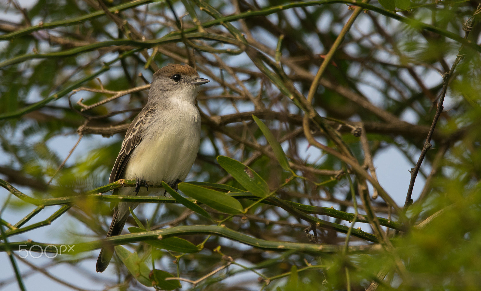 Sigma 150-600mm F5-6.3 DG OS HSM | C sample photo. Tijerilla photography