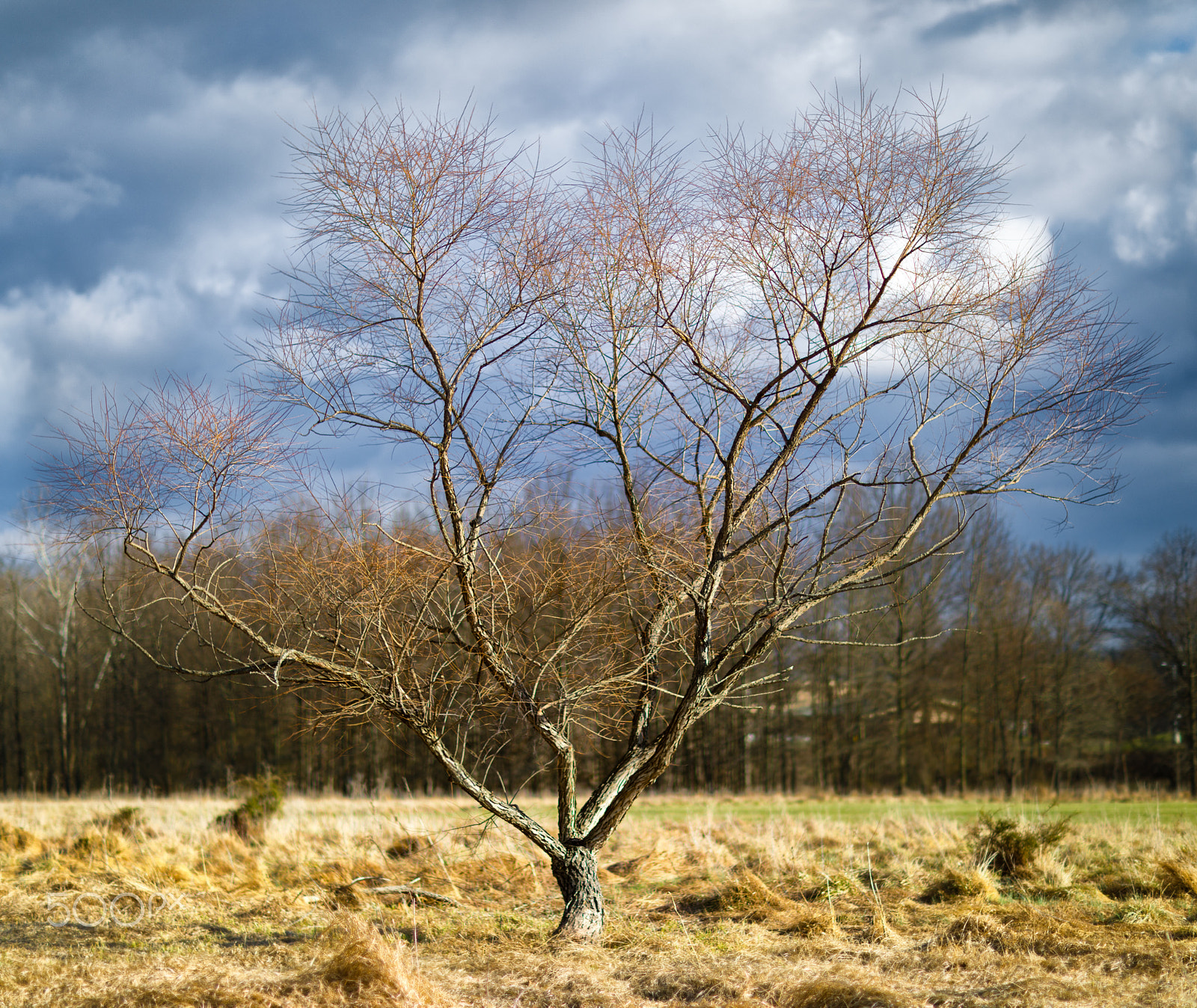 Canon EF 85mm F1.2L II USM sample photo. Calm before the storm photography