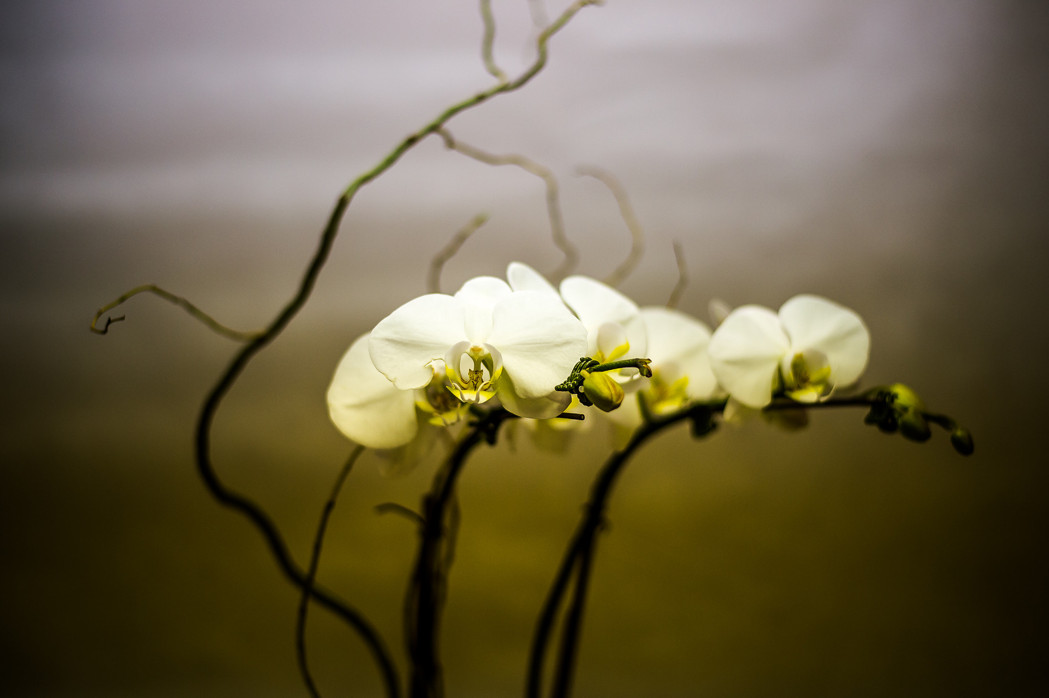 Nikon Df + Nikon AF-S Nikkor 50mm F1.8G sample photo. Orchids (ii) photography