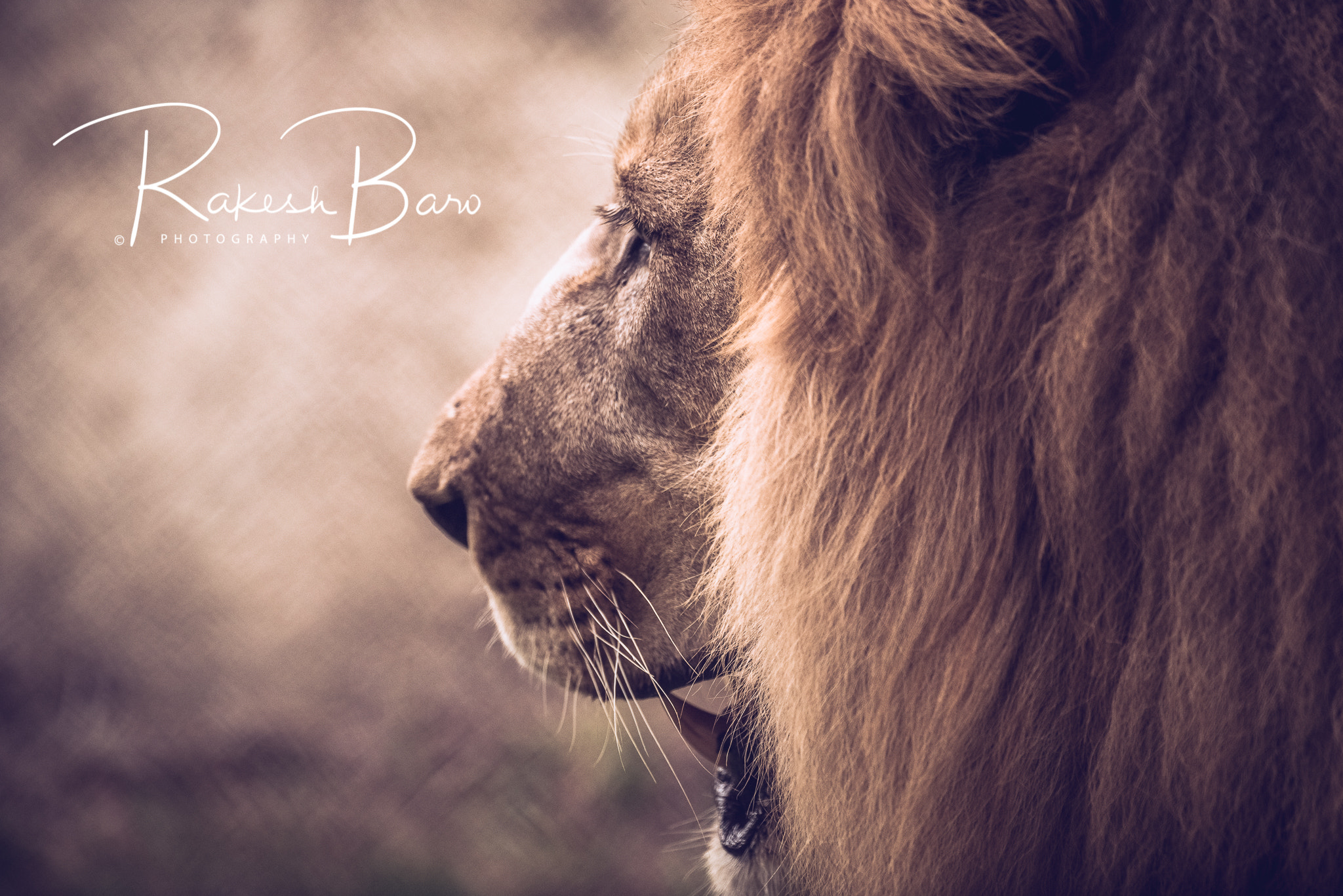 Nikon D750 sample photo. Lionking photography