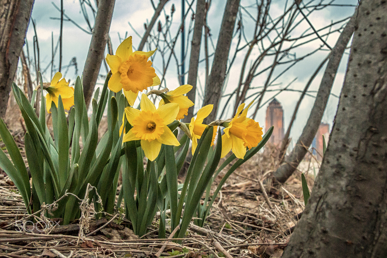 Canon EOS 70D + Canon EF-S 17-85mm F4-5.6 IS USM sample photo. "des moines daffodils" photography