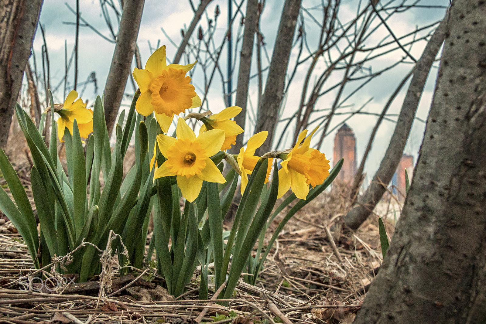 Canon EF-S 17-85mm F4-5.6 IS USM sample photo. "des moines daffodils" photography