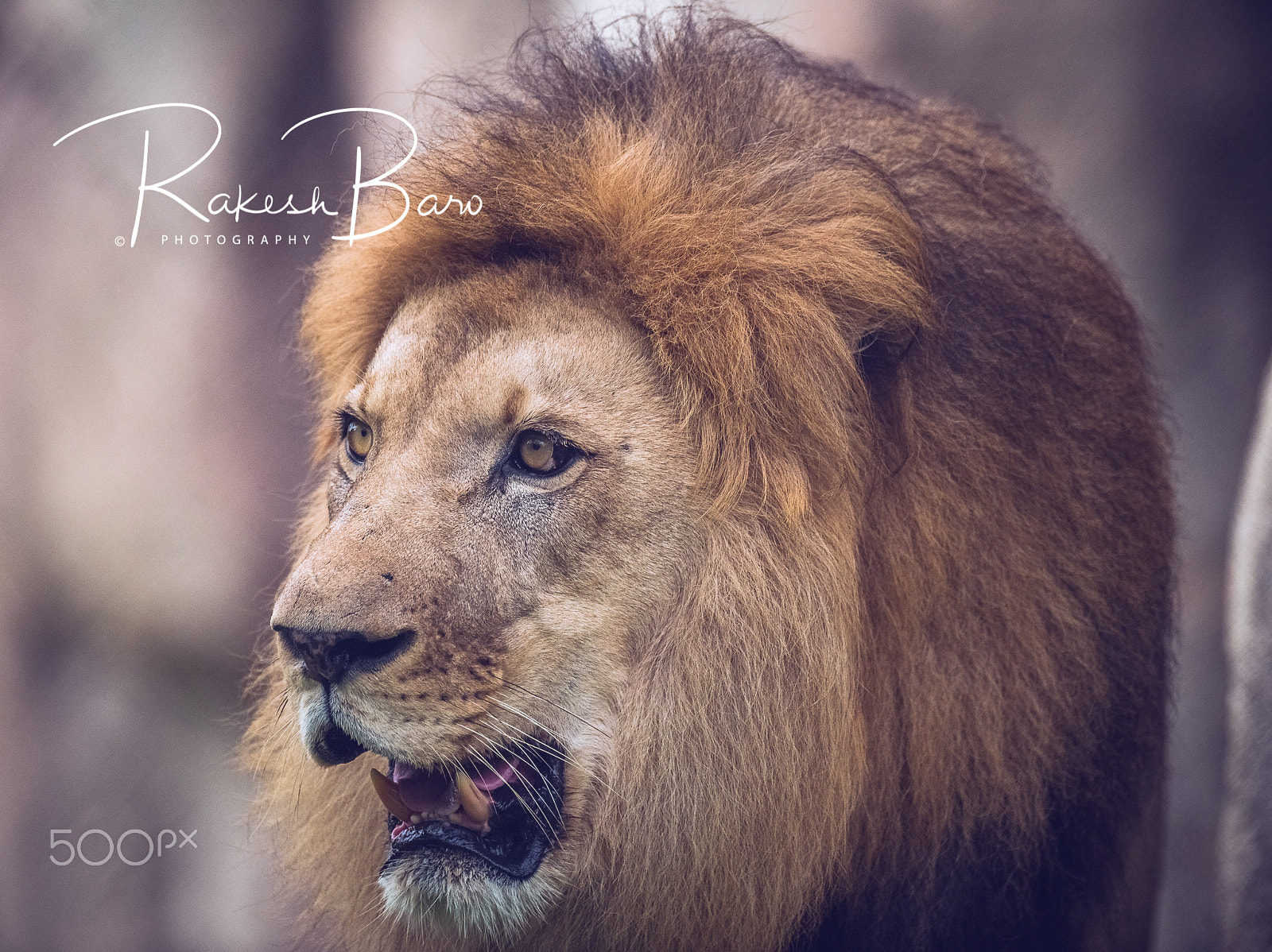 Nikon D750 + Nikon AF-S Nikkor 500mm F4G ED VR sample photo. The king photography