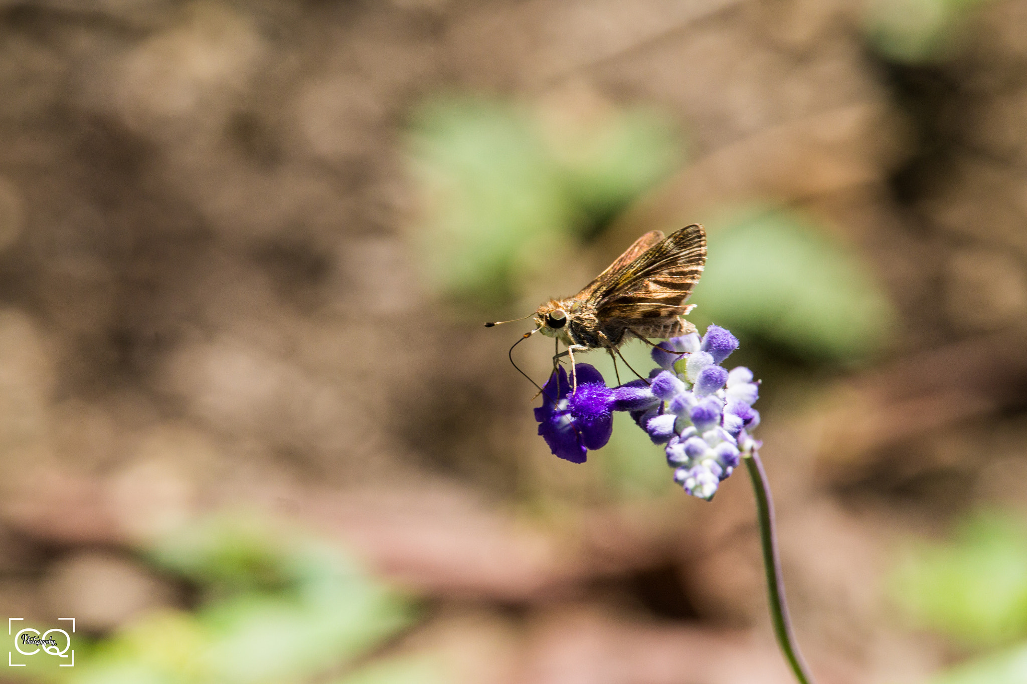 Canon EF-S 55-250mm F4-5.6 IS STM sample photo. Butterfly photography