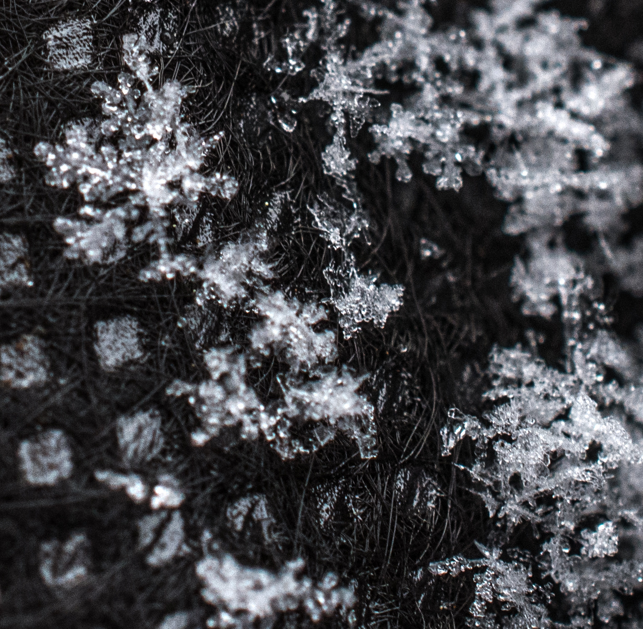 Nikon AF-S DX Micro Nikkor 40mm F2.8 sample photo. Flakes photography