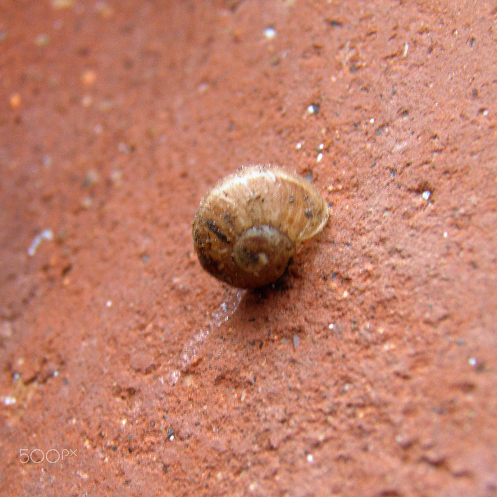 Olympus SP800UZ sample photo. Baby snail photography