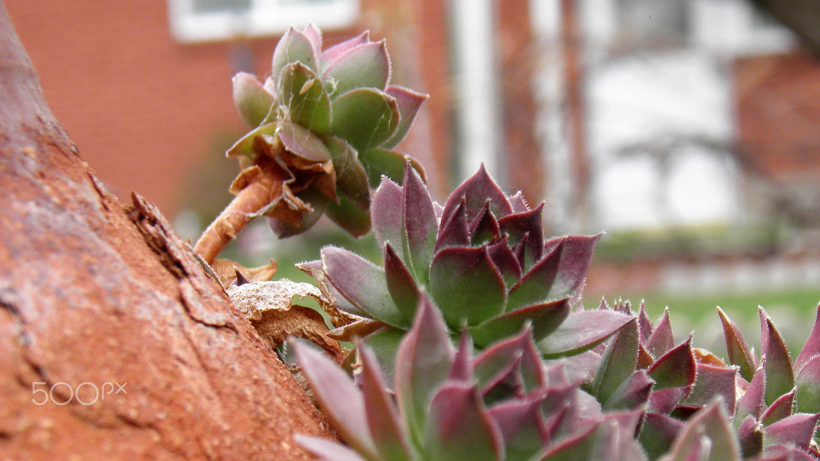 Olympus SP800UZ sample photo. Hens and chicks photography
