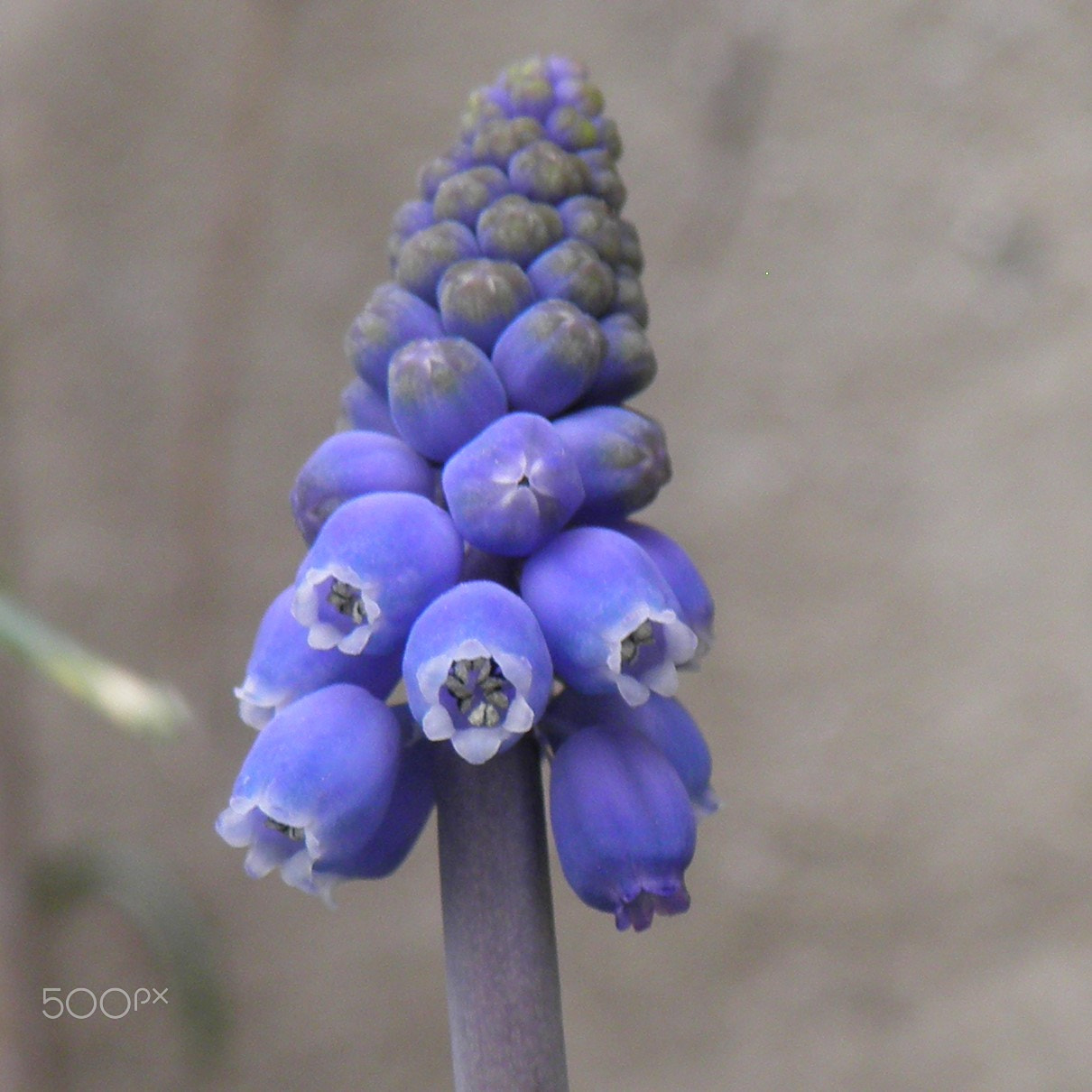Olympus SP800UZ sample photo. Grape hyacinth photography