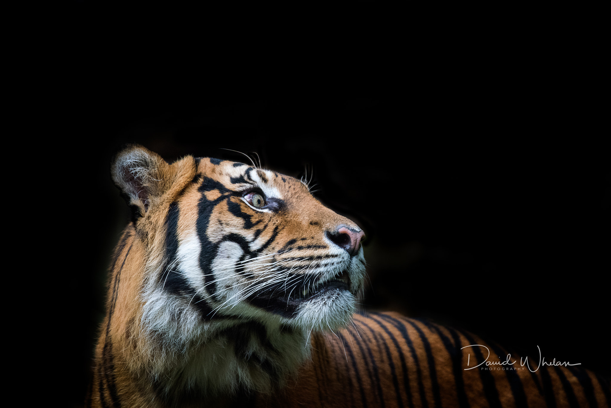 Nikon D810 sample photo. Sumatran tiger photography