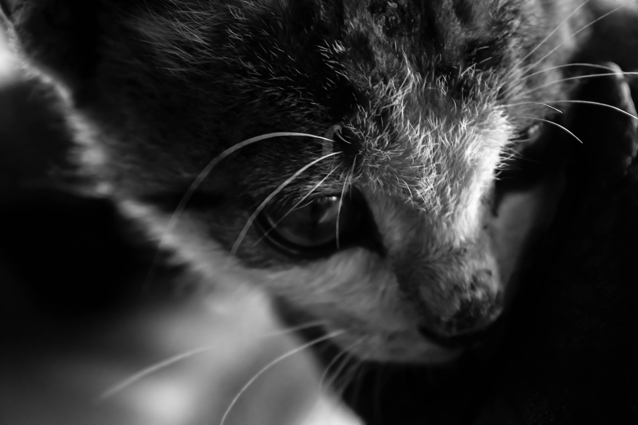 Canon EOS 600D (Rebel EOS T3i / EOS Kiss X5) sample photo. Just a regular cat photography