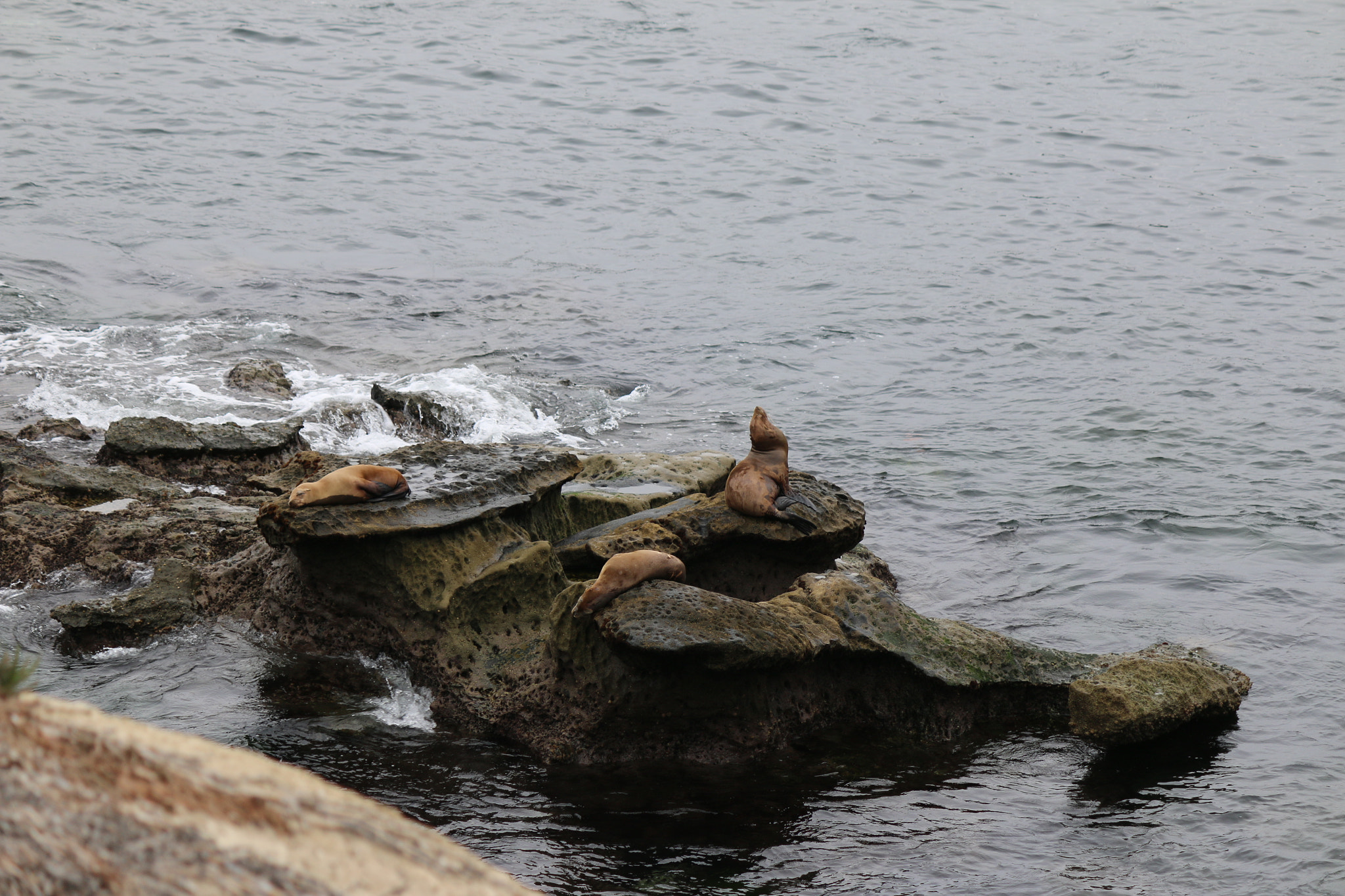 Canon EF-S 55-250mm F4-5.6 IS II sample photo. Seals photography