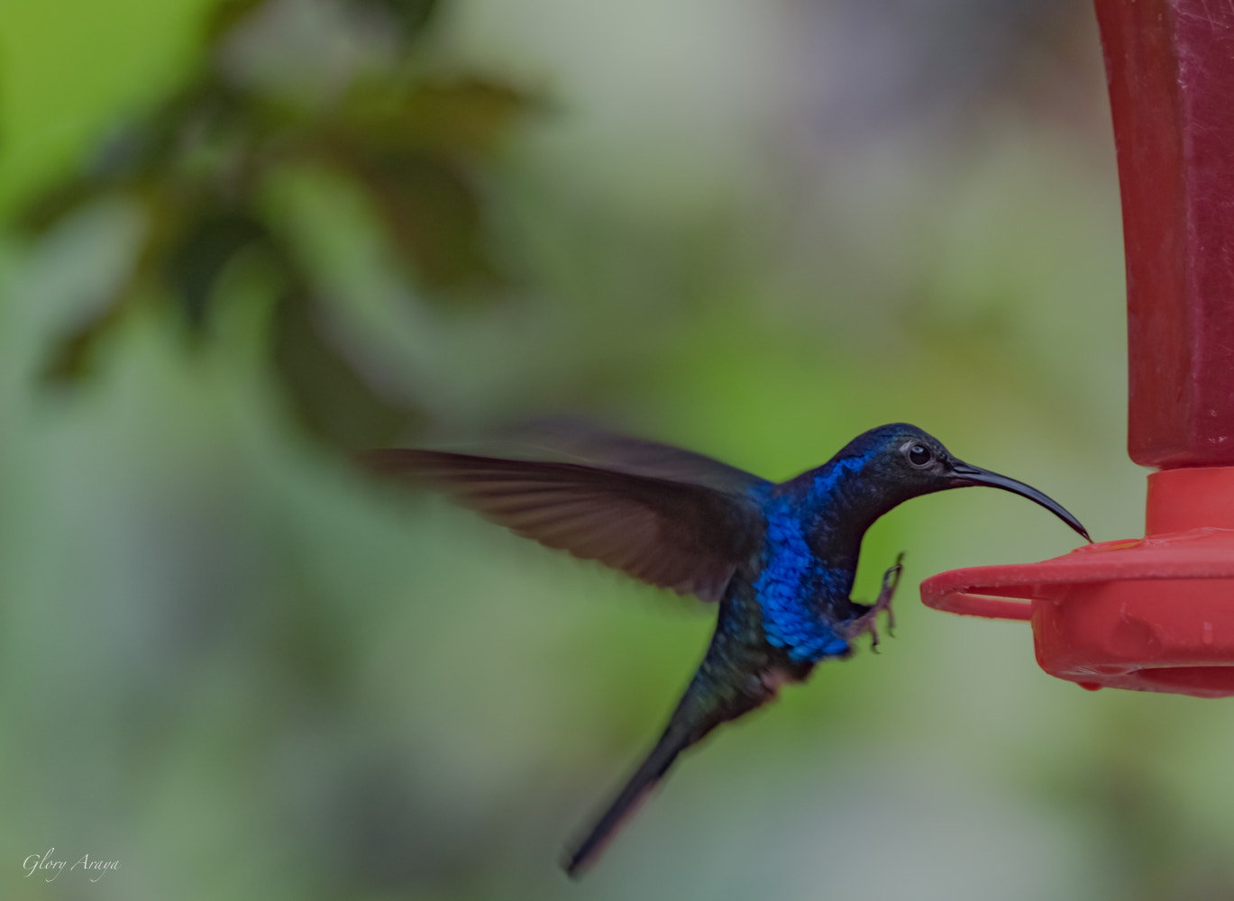 Nikon D810 sample photo. Little bird photography