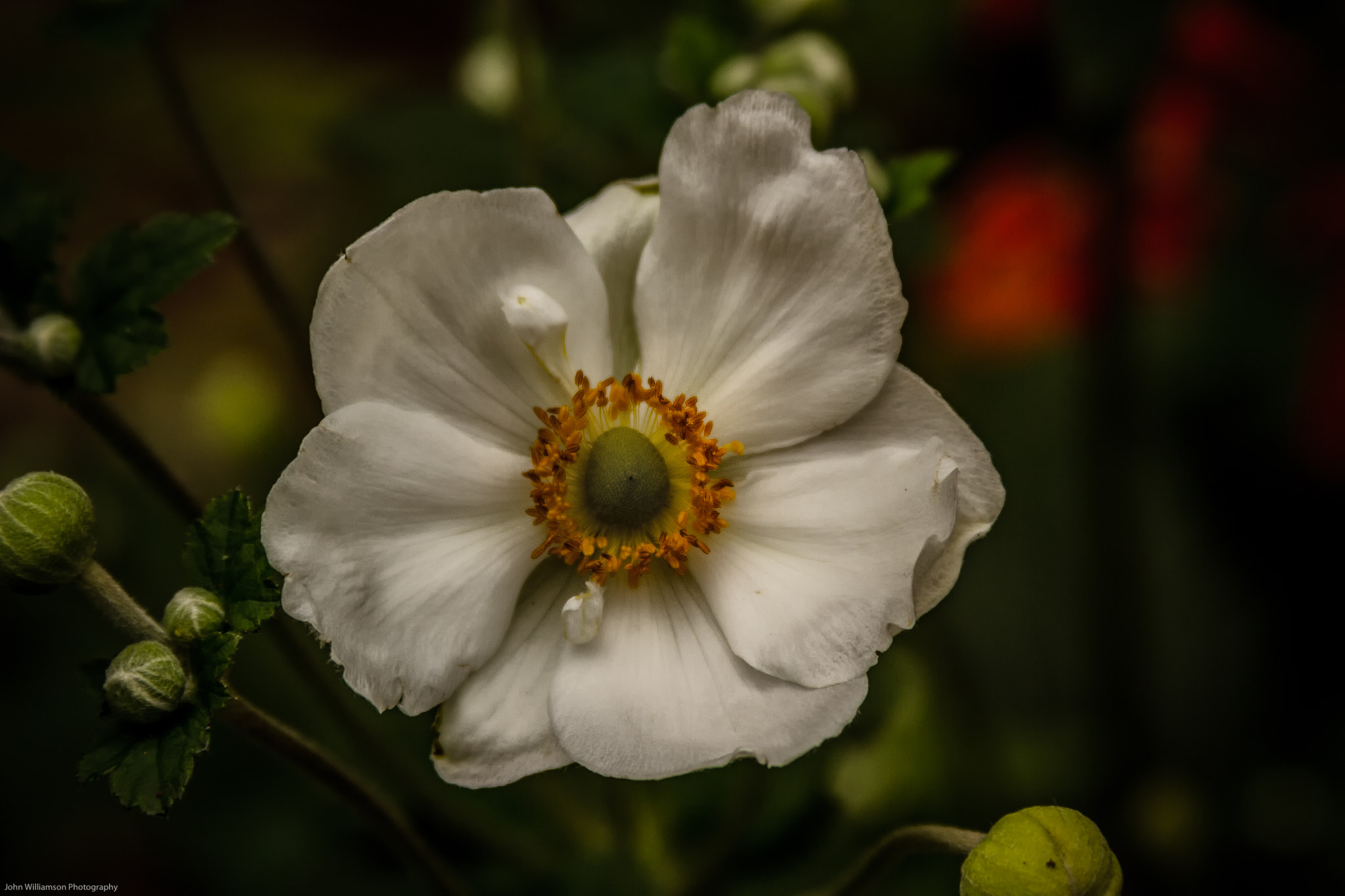 Canon EF 28-135mm F3.5-5.6 IS USM sample photo. White flower photography