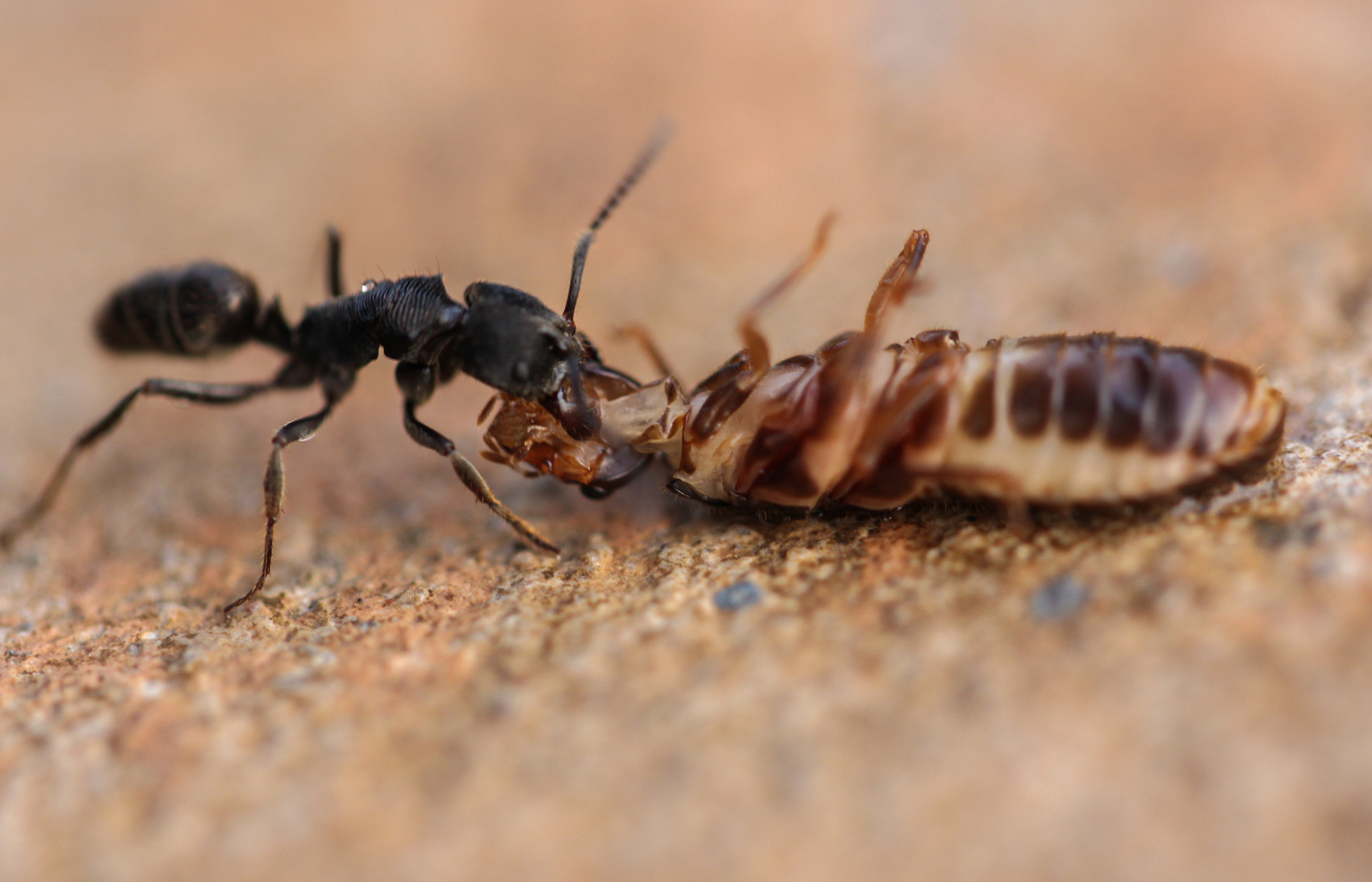 Canon EF 100mm F2.8L Macro IS USM sample photo. Ant for food photography