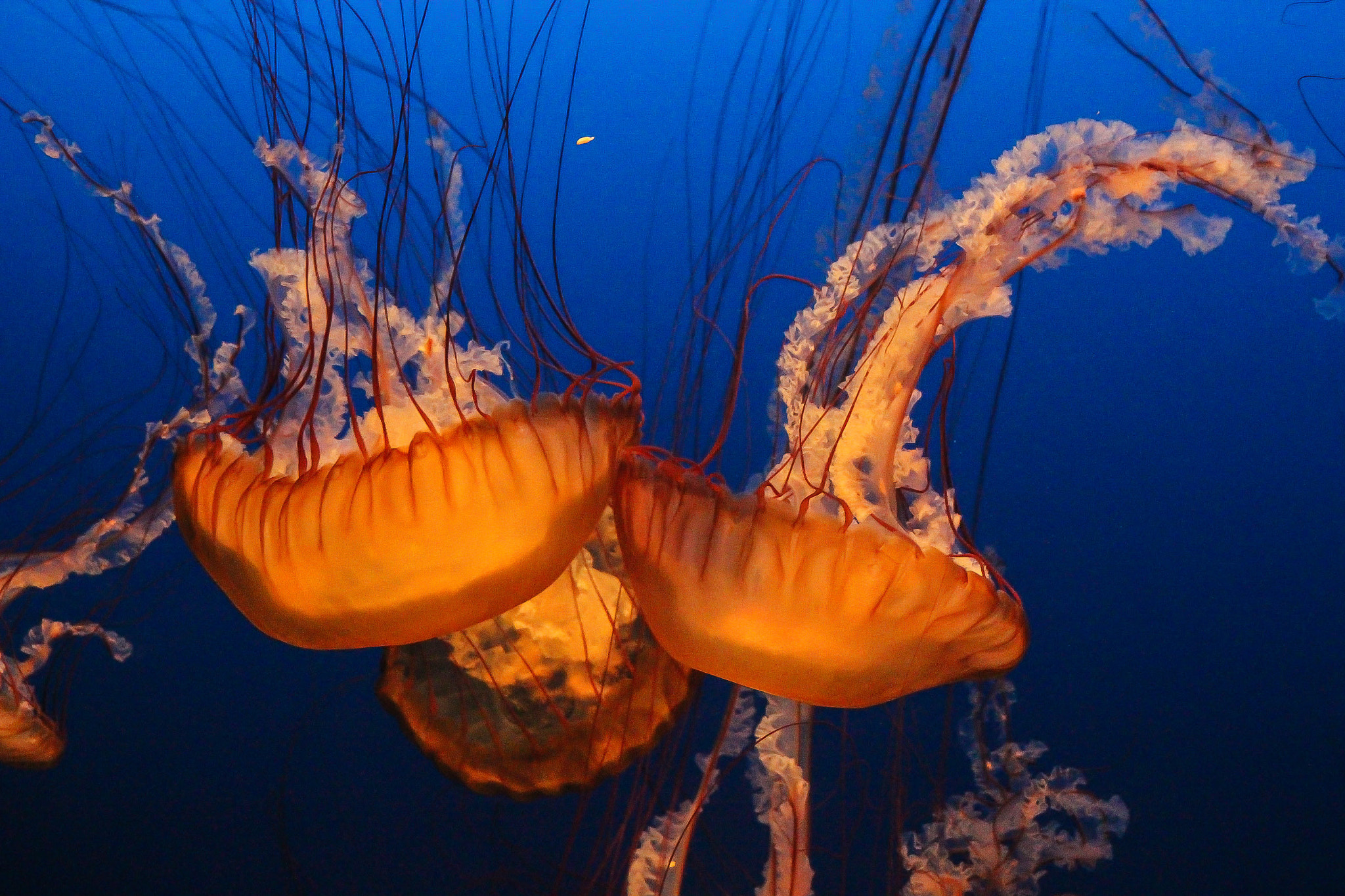 EF75-300mm f/4-5.6 sample photo. Jelly fish, 8.24.14 photography