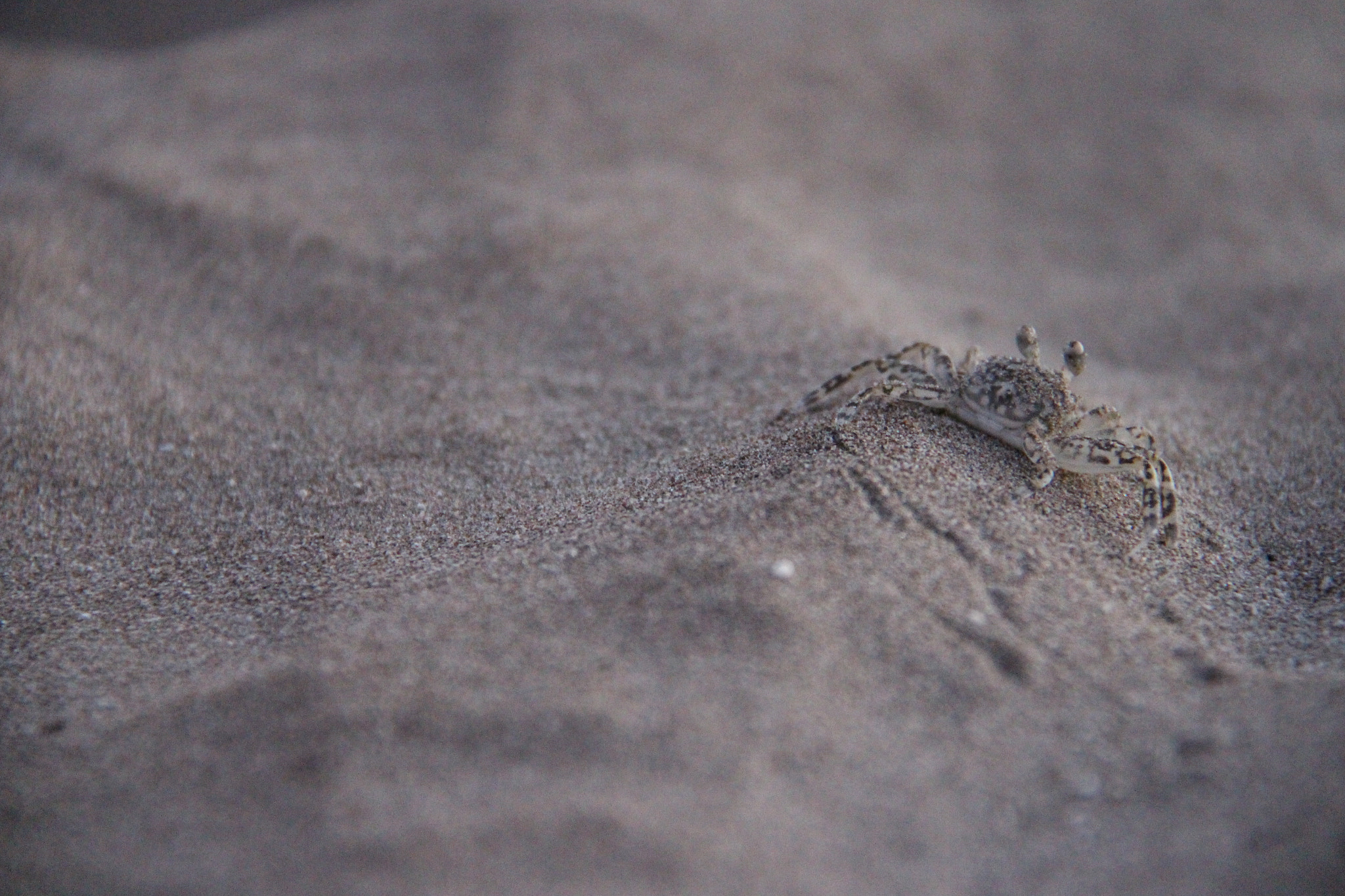 Canon EOS M sample photo. Sand camouflage photography